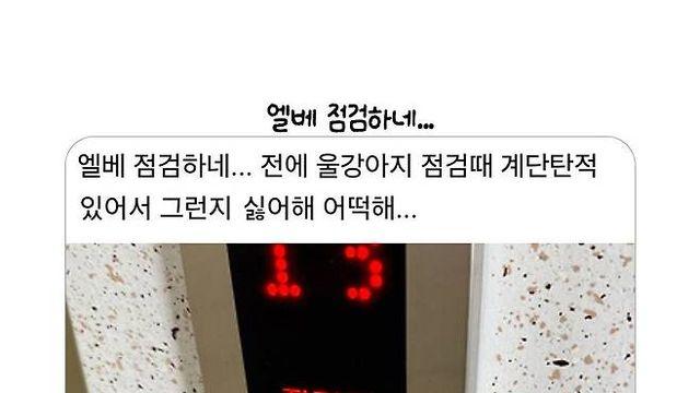 엘베 점검해서 화가 잔뜩난 강아지