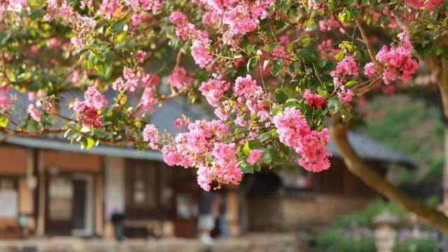 서산 문수사, 백일홍 만개로 붉고 화사한 풍경 장관