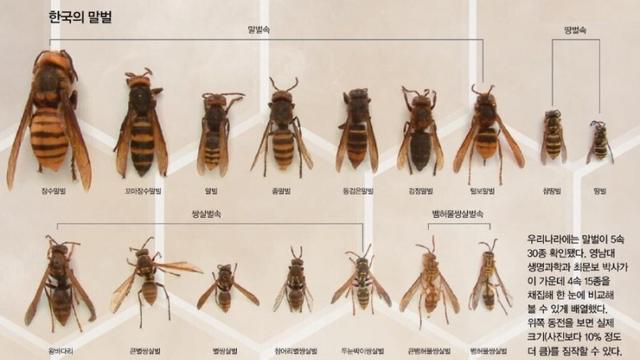 말벌 개크다 -> 장수말벌 X / 장수말벌이다 -> 장수말벌 X