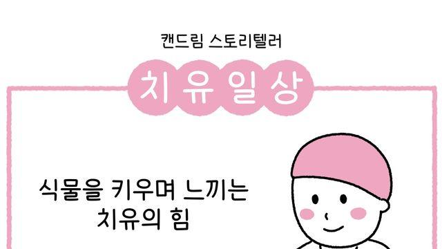 시들었다 꽃을 피운 장미, 항암 후 회복하는 내게 생명력을 주었다
