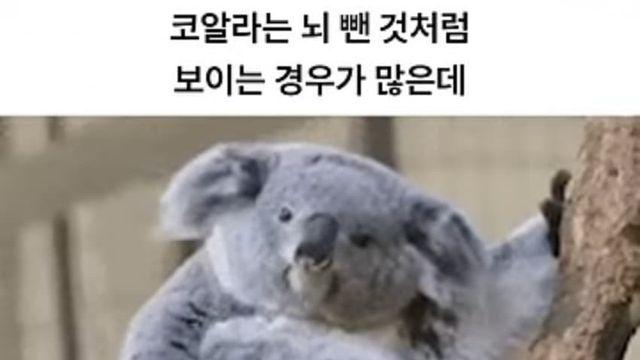 살아남은 이유가 독특한 동물.jpg