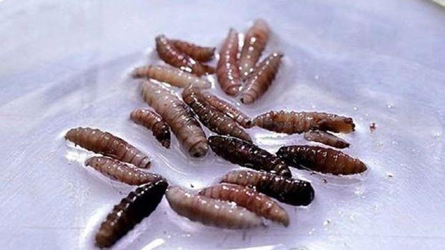 '살 파먹는 구더기' 美서 첫 발견…