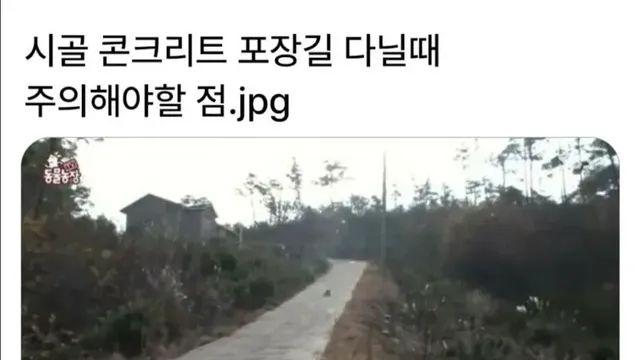시골 콘크리트 포장길 다닐때 주의해야할 점.jpg,,