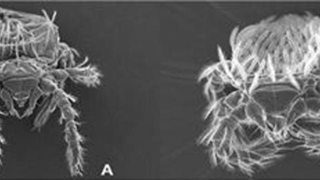 호남권 쯔쯔가무시증 다발생 지역 대상, 털진드기 집중 감시 시작