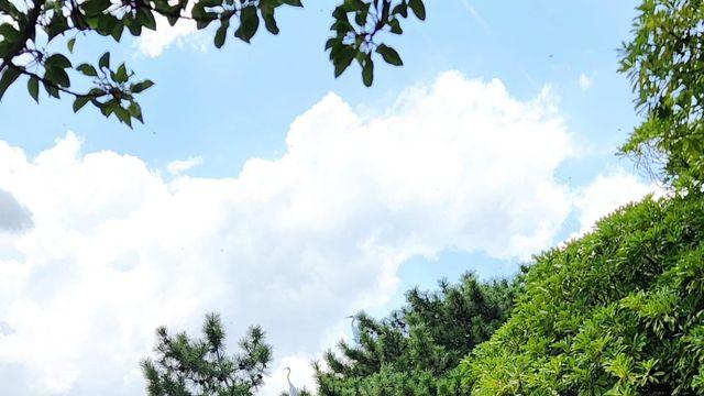 황미나, 여름 햇살 머금은 옐로우 드레스의 고혹美