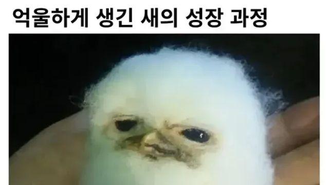 세상에서 제일 억울하게 생긴 새 ㅋㅋㅋ