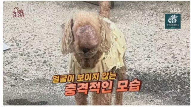얼굴에 큰 혹이 나 앞이 제대로 보이지 않는 강아지