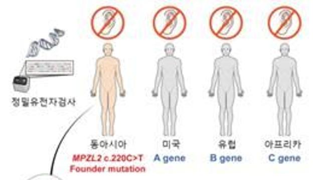 세계 최초 유전성 난청 원인 돌연변이 MPZL2 청력 회복 확인…안전성 확보