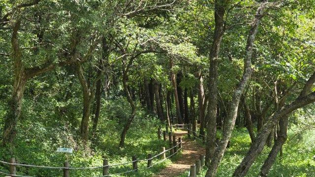 산림청 영덕국유림관리소, 유아 안전·놀이·교육 삼박자를 갖춘 수비솔솔유아숲체험원 새출발