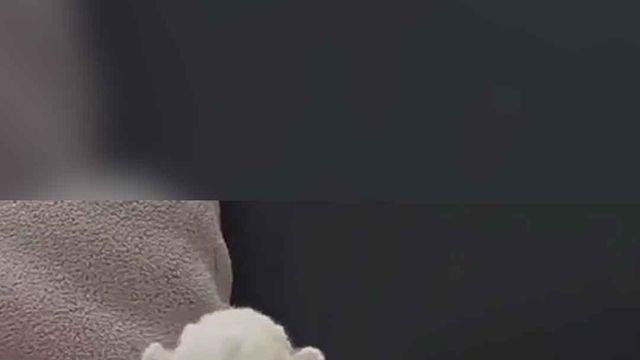 [쇼츠] 지하 사육장 구조 백사자 부부 