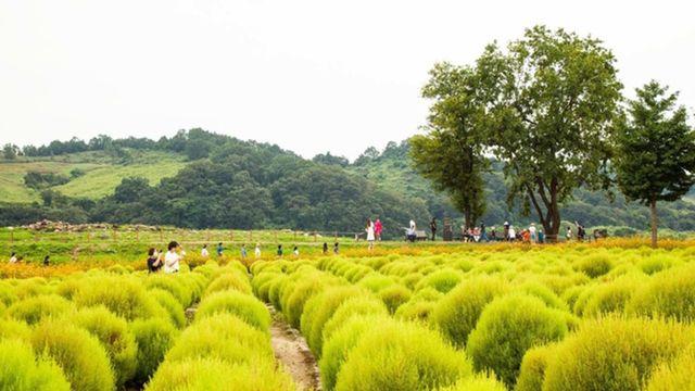 너무 예뻐서 관상용으로만 알았는데… 알고 보니 '귀한 약재'인 식물