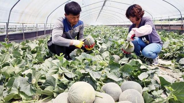 배 안에서 한 달이나 갇혀 있었는데도 신선도 그대로 유지한 '한국 과일'