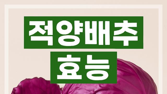 적양배추 효능 알고 먹으니 확실히 다르더라고요