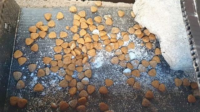 길고양이 사료 ‘락스 살포’ 추정 학대 사건...경찰, 내사 착수