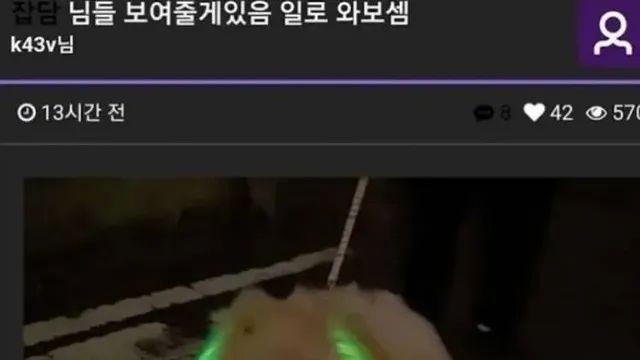 밤에 강아지랑 산책하는데 잃어버릴까봐 한 조치,,