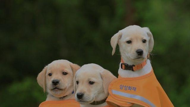 사람들이 은근 모르는 삼성의 사회공헌사업