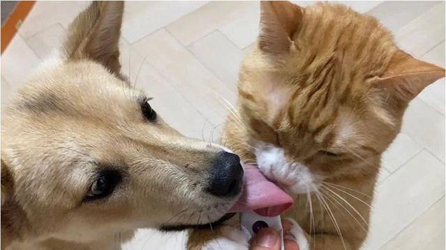 강아지와 고양이 혀 크기 차이.jpg