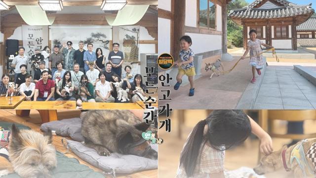 입양·기부로 이어진 보호견과의 착한 여행, '모든순간 안고가개'