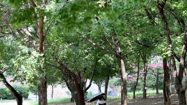 무더위와 열대야 계속…수도권 등 소나기[내일날씨]