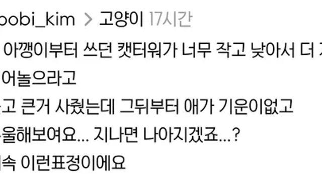 애착 캣타워를 잃었다가 다시 찾은 냥이,,
