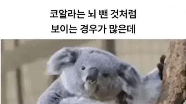 [스압] 살아남은 이유가 독특한 동물,,