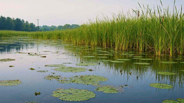 2m까지 자라는 희귀종인데…올해 또 발견돼 난리 난 멸종위기 '이 생명체'