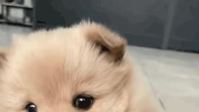 무섭게 위협하는 댕댕이