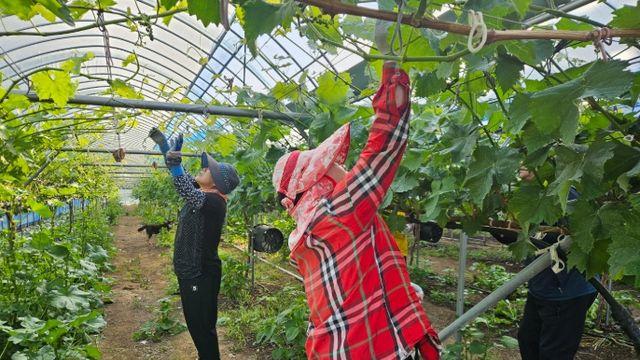 “힘든 농가에 든든한 손길을”...증평군 일손지원 기동대 하반기 출격