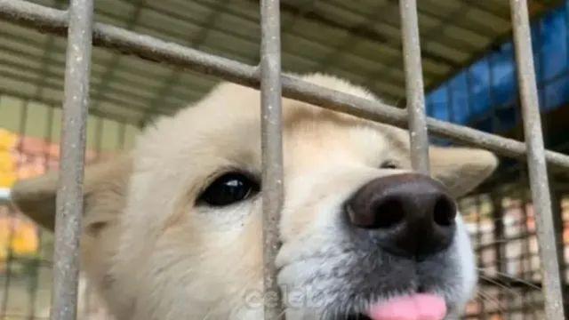 3주만에 파양되고 우울증으로 굶다가 죽은 강아지,,