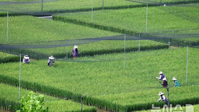 쌀 감산 정책에 벼 재배면적 2.9% 감소…고추도 2.5% 줄어