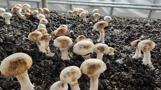 [충남도] 고온 다습한 날씨, 양송이 재배사 환경 관리 중요