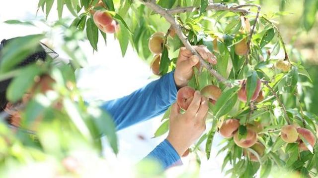 kg당 2만원 훌쩍…불경기에 비싼데 완판 행진 이뤄낸 명품 '과일' 정체