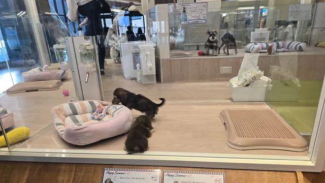 일본 강아지 분양가격 근황,,