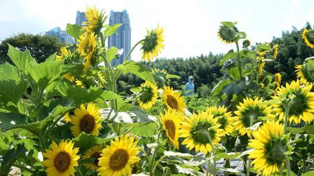 폭염특보 울산, 맑고 무더워…내일 비 5~40㎜