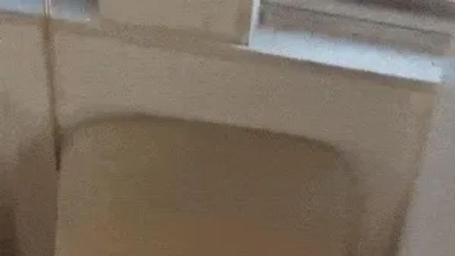 화분 엎은 고양이.gif