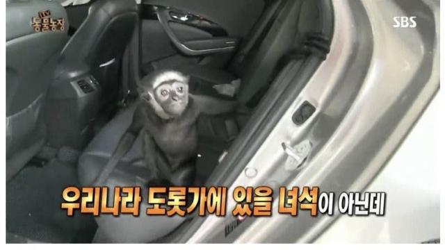 동물농장 가장 비극적인 에피소드