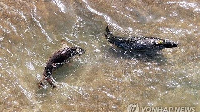 가로림만 생태공원 비전 논의…충남도, 용역 중간보고회