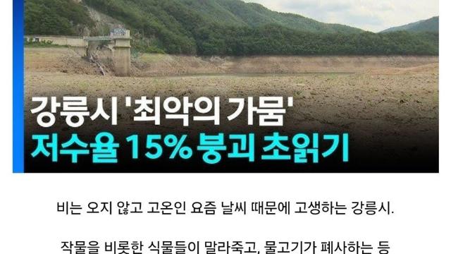 강릉 가뭄에 싱글벙글 하고 있는 가시연