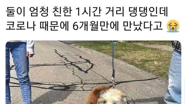 귀여운 댕댕이짤 모음