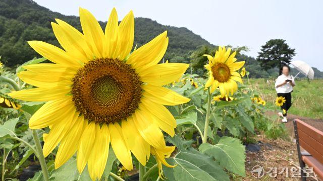가을 해바라기 [포토뉴스]
