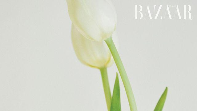 반클리프 아펠의 새로운 주얼리