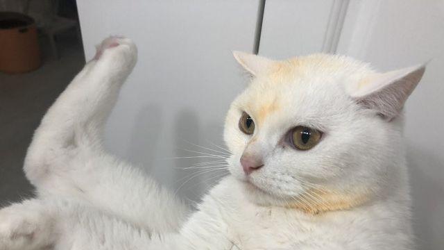 이 고양이 디시콘 쓰는 갤럼이 보인김에
