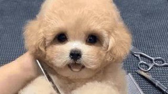 미용하는 멍뭉이
