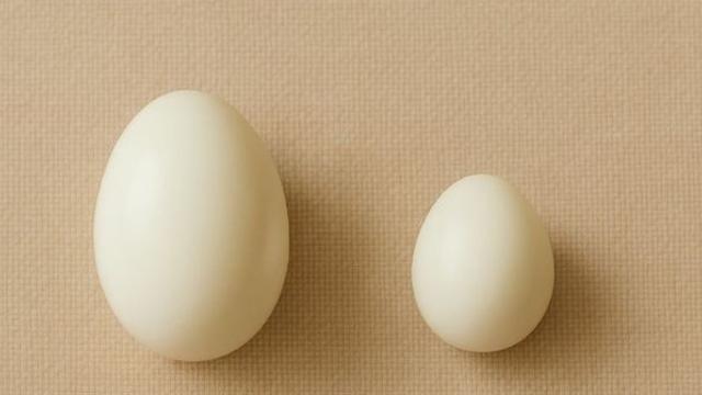 계란 vs 메추리알, 알고 보면 크기보다 더 중요한 '차이'