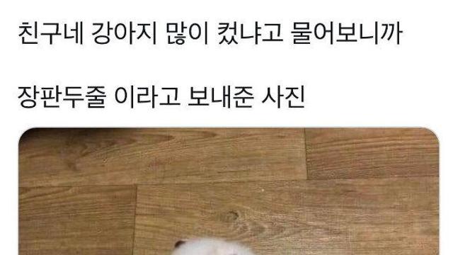 친구네 강아지 많이 컸냐고 물어보니까.jpg