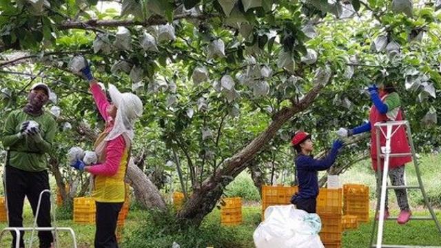수확 앞둔 과수원 관리요령은…농진청 