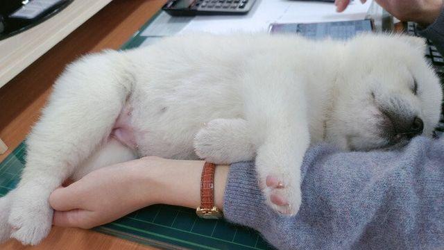 부장님이 회사에 막내딸이라며 데려왔는데 잠만 자다감