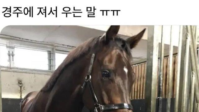 경마 경주에서 졌을때 자주 나온다는 말 반응 ㄷㄷ.jpg