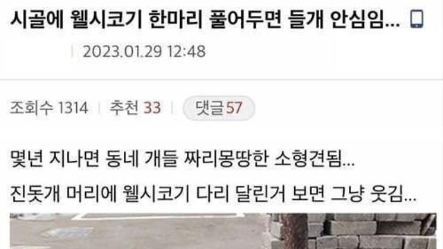 안흔한 시골의 들개 방지법