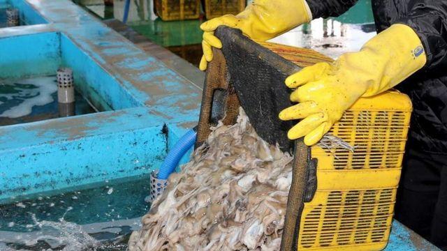 돈 있어도 못 먹던건데…금어기 풀려 2300여명 우르르 몰리게 한 '국민 수산물'